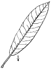 R. mximum.