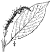 C. acuminta.