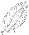 D. Ltus and D. Kki.