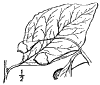 S. Japnica.