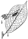 P. corymbsum.