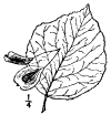 H. dptera.