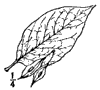H. tetrptera.