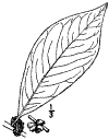 S. tinctria.