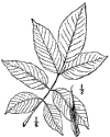 F. Americna.
