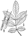 F. pubscens.