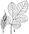 F. platycrpa.