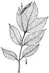 F. rnus.