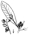 O. Americna.
