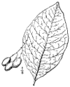 C. Virgnica.