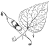 C. bignoniodes.