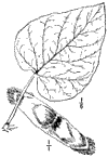 C. specisa.
