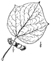 C. K̀mpferi.