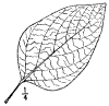 C. trichtomum.