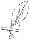 B. semprvirens.