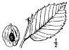 U. campstris.