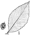 U. racemsa.