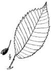 U. Americna.