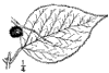 B. papyrfera.