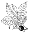C. lba.