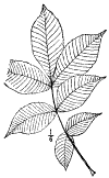C. tomentsa.