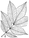 C. microcrpa.