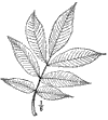 C. porcna.