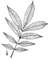 C. amra.