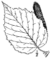 B. papyrfera.