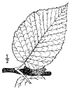 B. lnta.