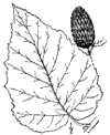 B. ltea.