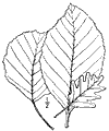 A. glutinsa.