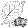 C. Americna.