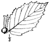 C. rostrta.