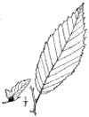 C. Carolinina.