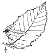 C. Btulus.
