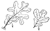 Q. stellta