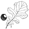 Q. macrocrpa.