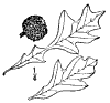 Q. lyrta.