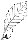 Q. Prnus