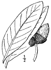 Q. vrens.