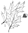 Q. coccnea.