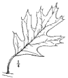 Var. tinctria.