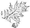 Q. palstris.