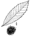 C. satva.