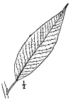S. frgilis.
