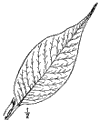 S. lcida.
