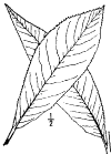 S. pentndra.