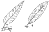 S. cordta.