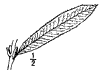 S. purprea.